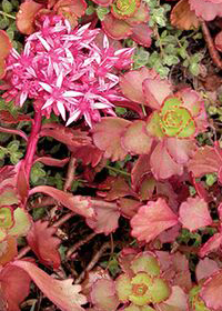 Sedum spurium 'Ruby Mantle'